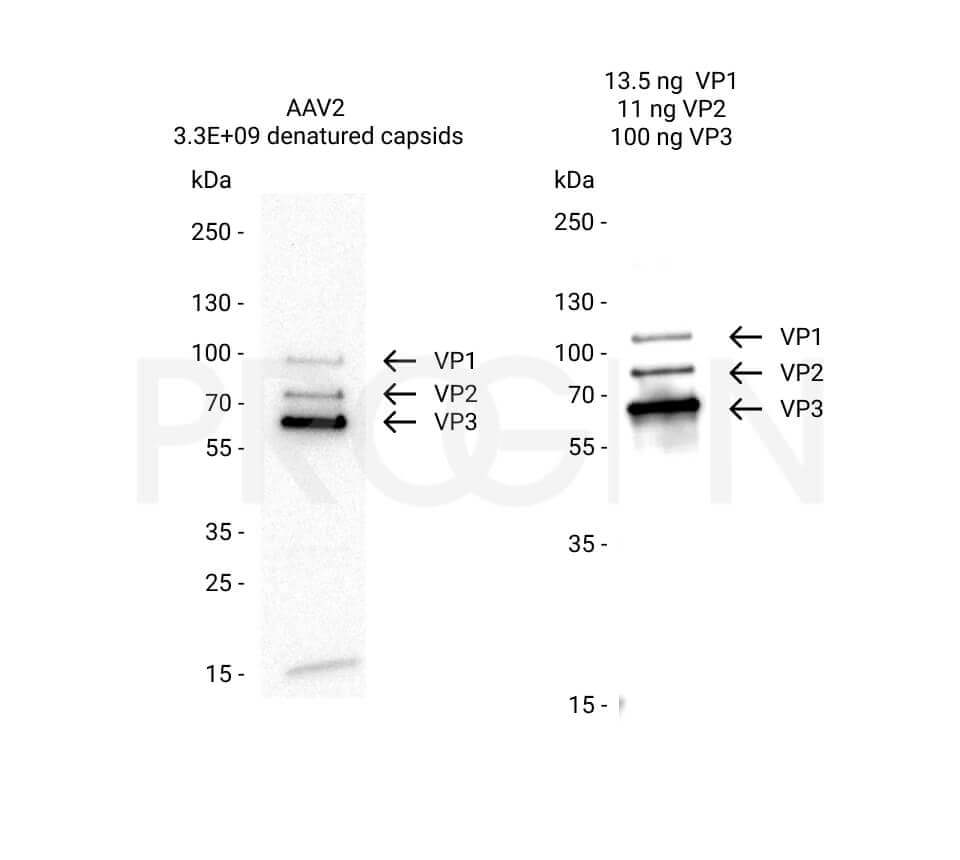 72001 | AAV2 VP1 + VP2 + VP3, recombinant proteins, set Clinisciences