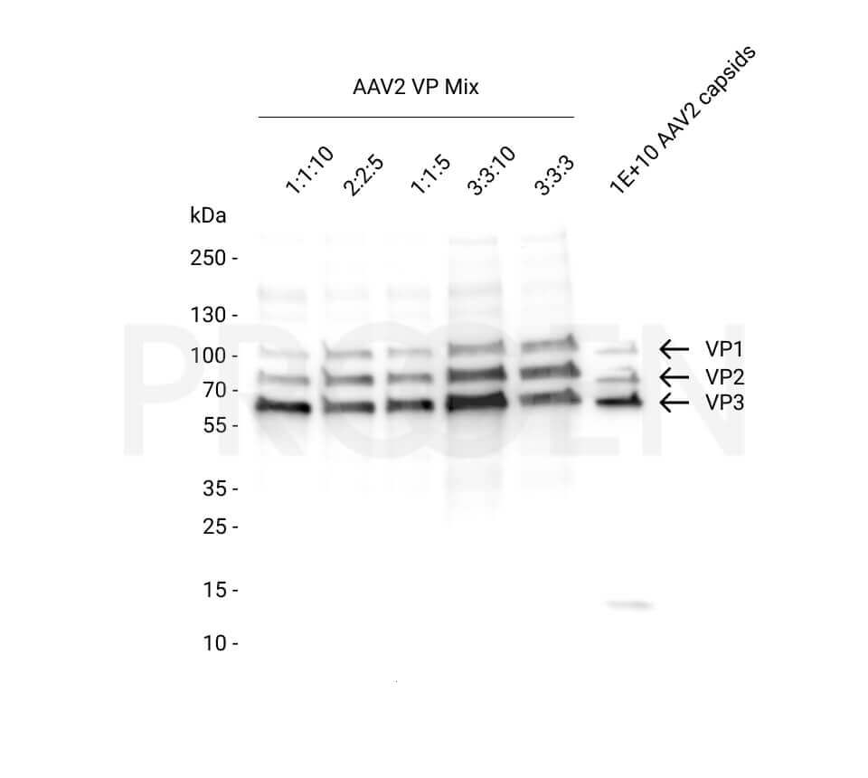 72001 | AAV2 VP1 + VP2 + VP3, recombinant proteins, set Clinisciences