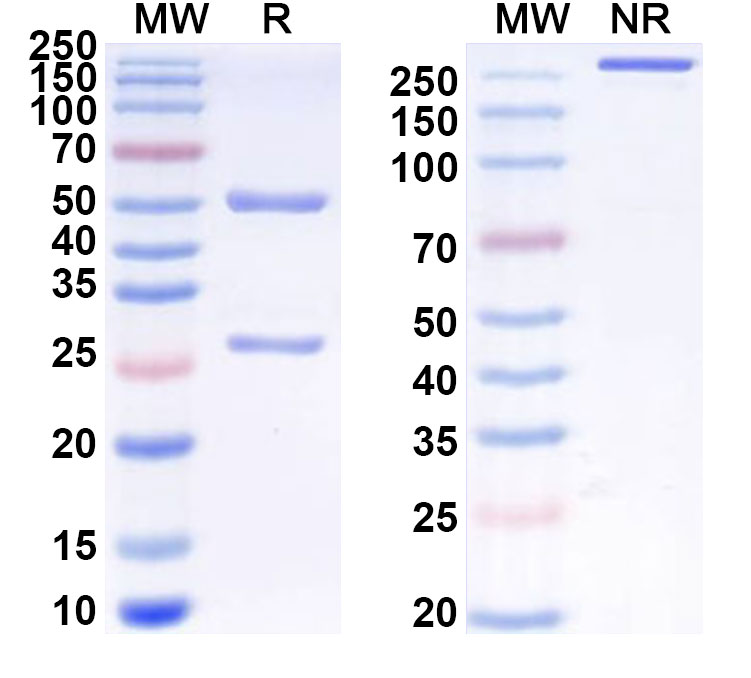SDS-PAGE for Anti-Mouse NOTCH1 Antibody (SAA0270)