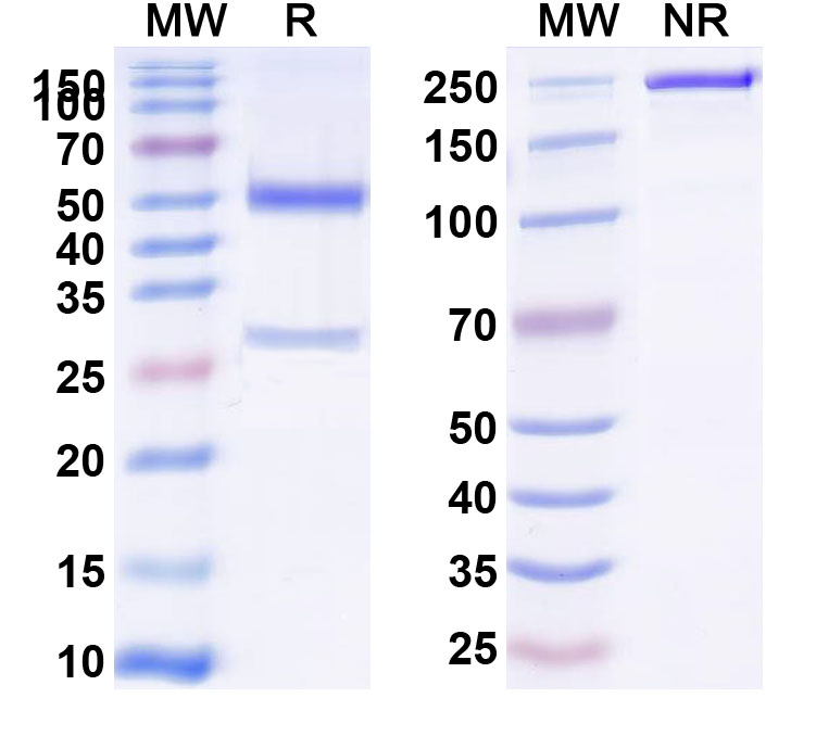 SDS-PAGE for Anti-Mouse CD73/NT5E Antibody (SAA0267)
