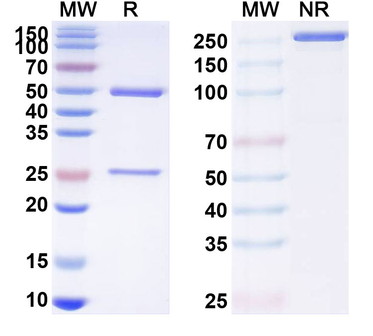 SDS-PAGE for Anti-Human CCL5/RANTES (NI-0701)