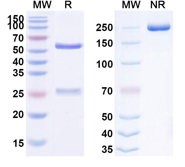 SDS-PAGE for Anti-Human FGF2/bFGF (HuGAL-F2)