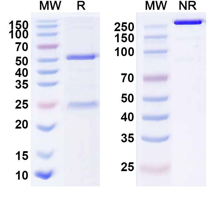 SDS-PAGE for Anti-Human GPRC5D (MCARH 109)