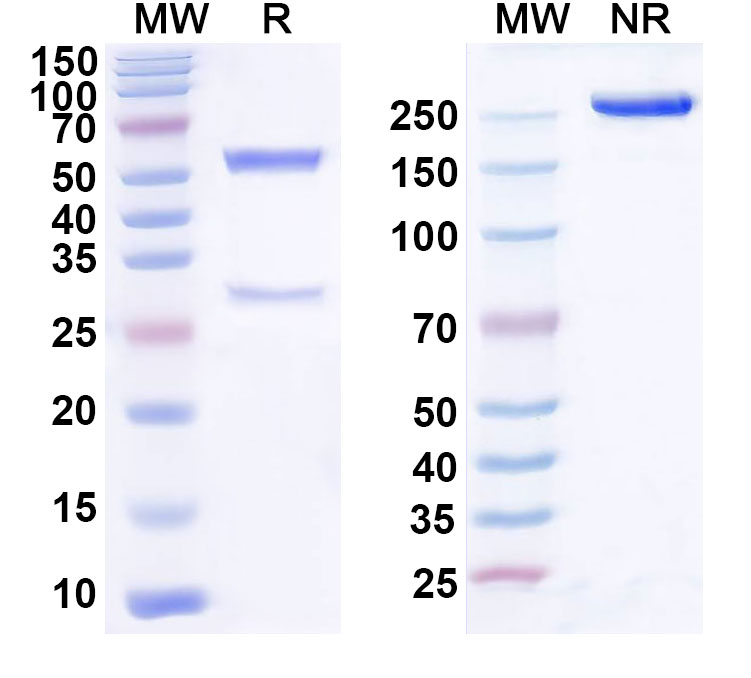 SDS-PAGE for Anti-Human PDGFC Antibody (SAA0450)
