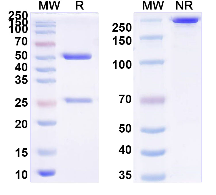SDS-PAGE for InVivoMAb Anti-CBV1 Mature virion in complex Antibody (Iv0142)