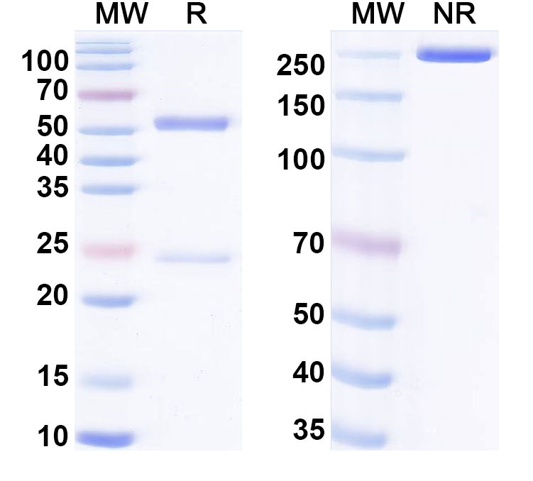 SDS-PAGE for InVivoMAb Anti-CBV1 mature virion in complex (Iv0110)