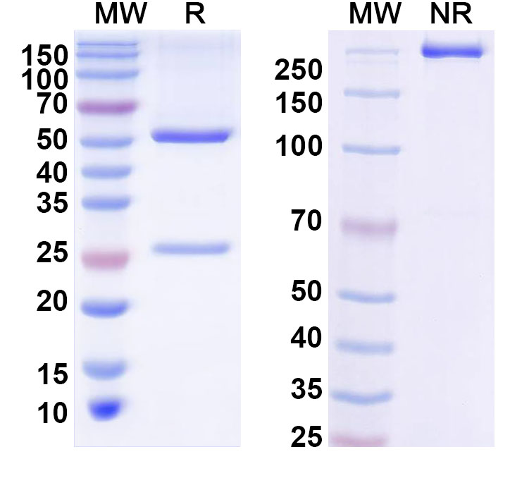 SDS-PAGE for InVivoMAb Anti-DENV-1/2/3/4 Envelope protein E/DII-FL region Antibody (1C19)