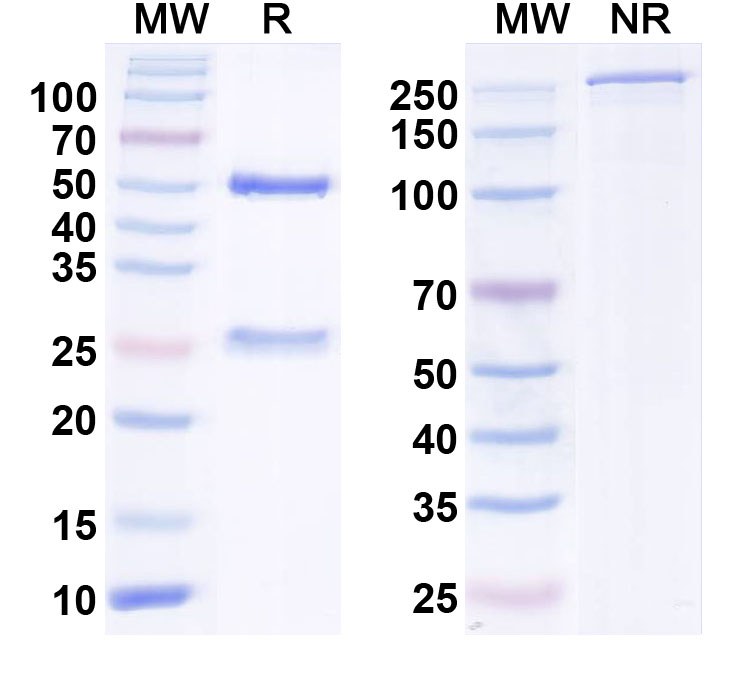 SDS-PAGE for InVivoMAb Anti-HERV-W env/ERVW-1 Antibody (Iv0167)
