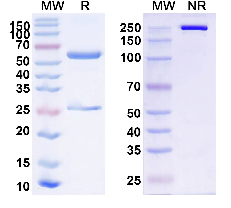 SDS-PAGE for InVivoMAb Anti-Nipah virus/NiV F/Fusion glycoprotein F0 Antibody (2D3)