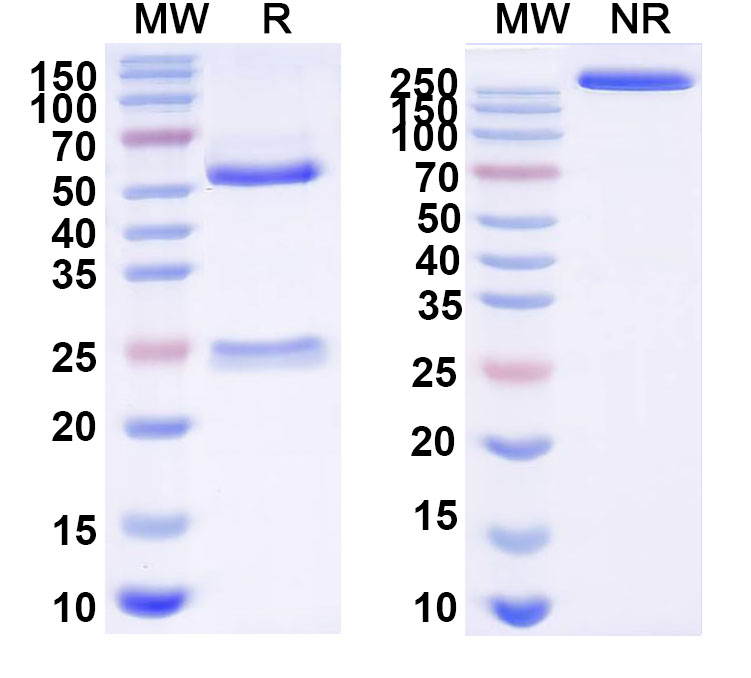 SDS-PAGE for InVivoMAb Anti-Nipah virus/NiV Fusion glycoprotein/F Trimer Antibody (Fab92)