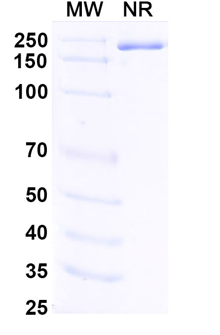 SDS-PAGE for Fabrazyme;Agalsidase Alfa Biosimilar - Anti-GLA mAb - Research Grade