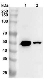 Anti-Human ESRRB Polyclonal Antibody binds to Recombinant Human ESRRB Protein, N-His in WB Assay