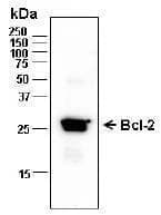 Anti-bcl-2 Antibody, Biotinylated