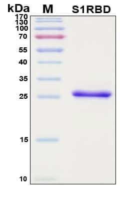 Recombinant SARS-CoV-2 Spike Protein, S1 Subunit, Host Cell Receptor Binding Domain (RBD), Antigen Grade