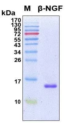Recombinant Human beta-NGF Protein, Antigen Grade