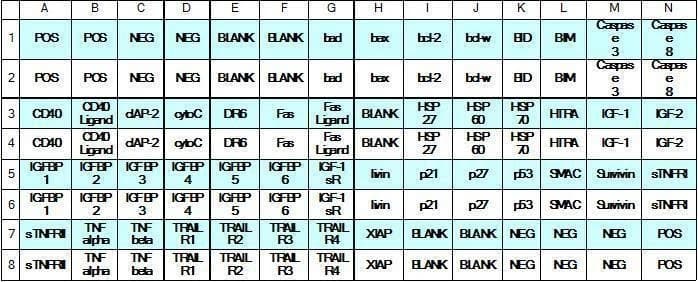 Human Apoptosis Array C1