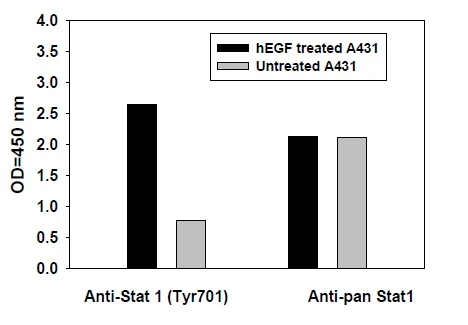 Phospho-Stat 1 (Y701) ELISA Kit