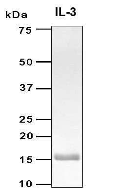 Recombinant Human IL-3 Protein, Antigen Grade