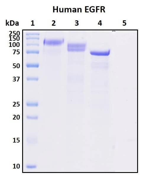 Recombinant Human EGFR (ERBB1/HER1) Protein