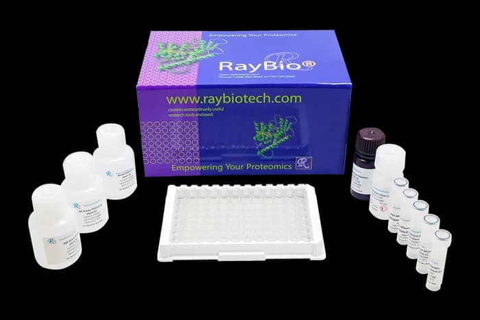 Human Phosphotyrosine BLK ELISA Kit