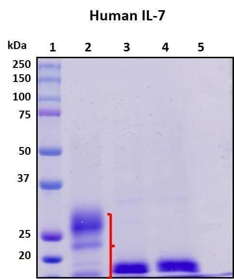 Recombinant Human Interleukin-7 Protein