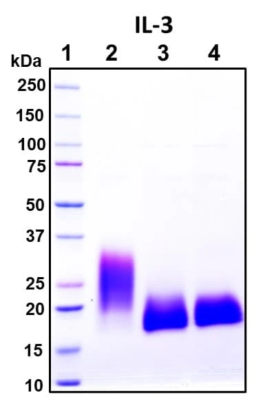 Recombinant Human IL-3 Protein