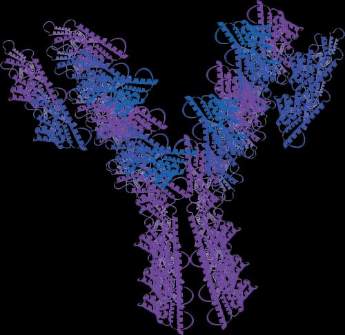 Anti-SOD Antibody