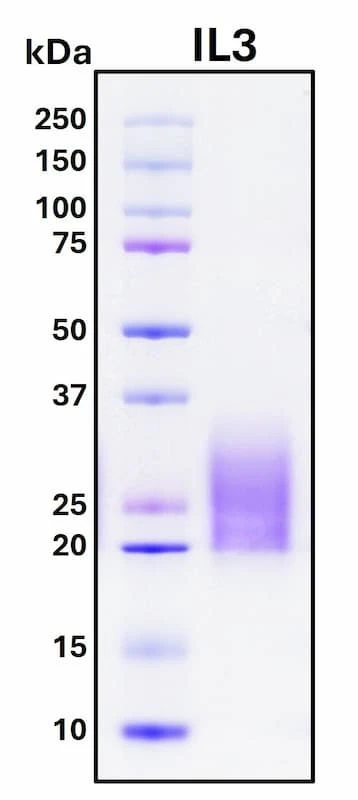 Recombinant Human IL-3 Protein, GMP Grade