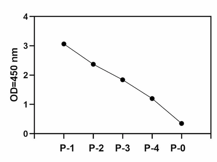 A431 cells were treated with recombinant human EGF for 20 min. Cells were solubilzed at 4 x 10<sup>7</sup> cells/mL in Cell Lysate Buffer.