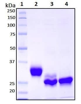 Recombinant SARS-CoV-2, S1 Subunit Protein (RBD), Biotinylated