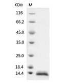 Beta-NGF Protein, Human, Recombinant
