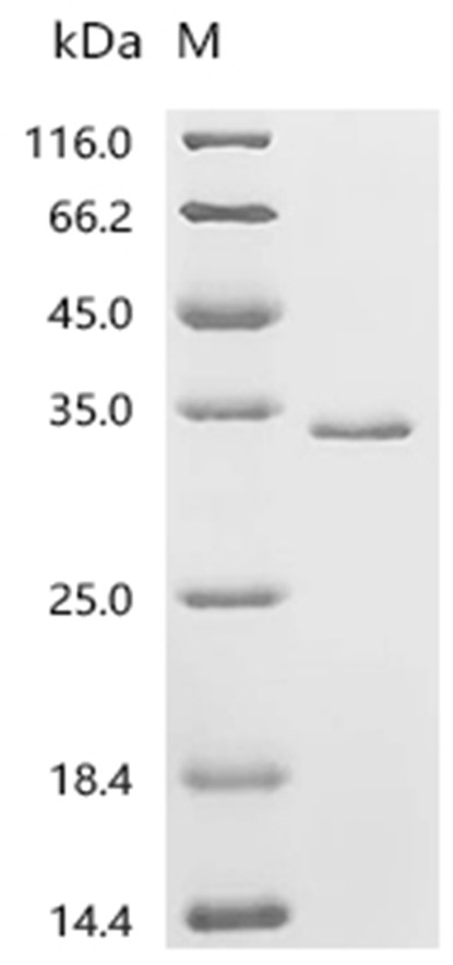 IL-1 beta Protein, Zebrafish, Recombinant (His & Myc)