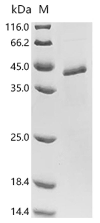 Wnt4 Protein, Mouse, Recombinant (His)