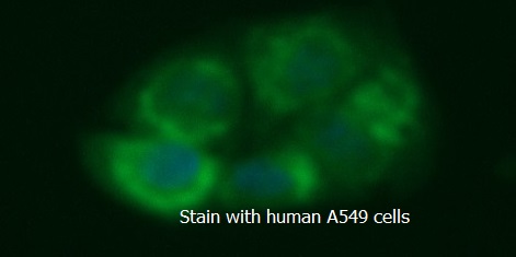 Human ADAMTS13 AssayLite FITC-Conjugated Antibody ICC Kit
