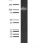 Human ADAMTS13 ELISA Kit - Image 3