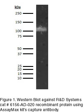 Human ADAMTS13 ELISA Kit - Image 3