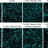 CellBrite® Cytoplasmic Membrane Dyes - Image 10