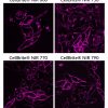 CellBrite® Cytoplasmic Membrane Dyes - Image 11