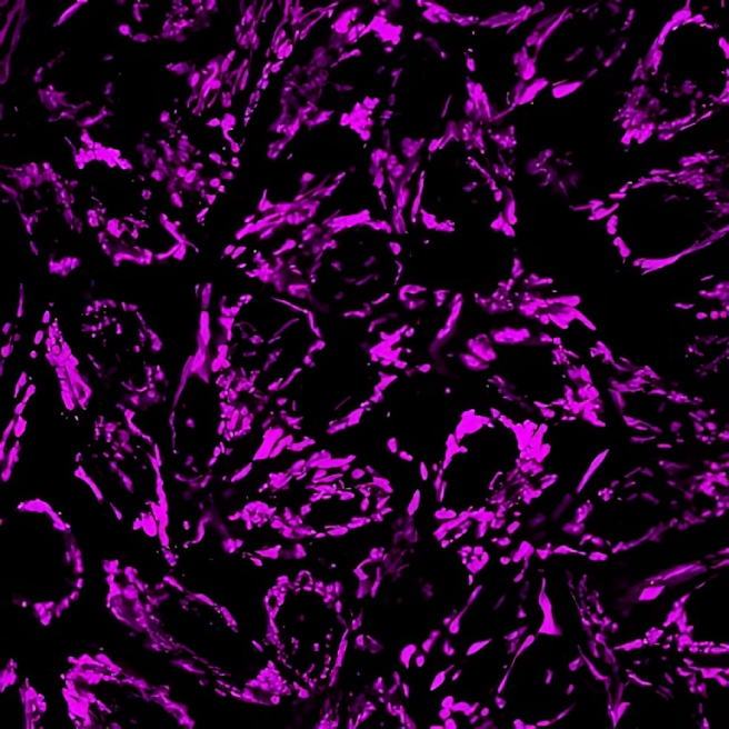 MitoView™ Mitochondrial Dyes - Image 5