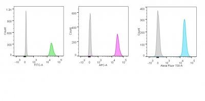 Monoclonal anti p55;50 EBV Early Antigen (1108 1)