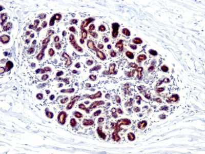 Monoclonal anti pS2 (GE2)