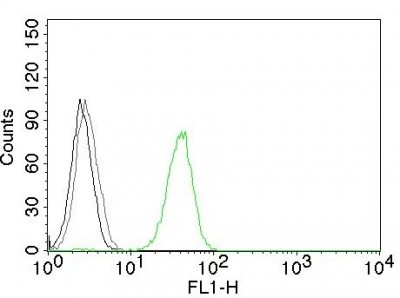 Monoclonal anti CD31 / PECAM 1 (JC/70A)