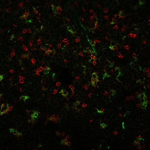 CD31 / PECAM-1 Monoclonal Mouse Antibody (C31.3 + C31.7 + C31.10) - Image 2