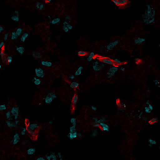 CD31 / PECAM-1 Monoclonal Mouse Antibody (C31.7)