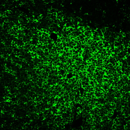 Tyramide Amplification Kit with HRP Goat Anti-Mouse and CF® Dye or Biotin Tyramide - Image 5