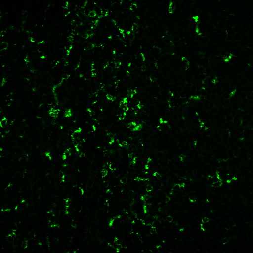 Tyramide Amplification Kit with HRP Goat Anti-Mouse and CF® Dye or Biotin Tyramide - Image 4