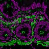 RedDot™2 Far-Red Nuclear Stain, 200X in DMSO - Image 4