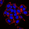 Concanavalin A (Con A) CF® Dye Conjugates - Image 5