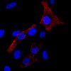 DAPI - Image 3