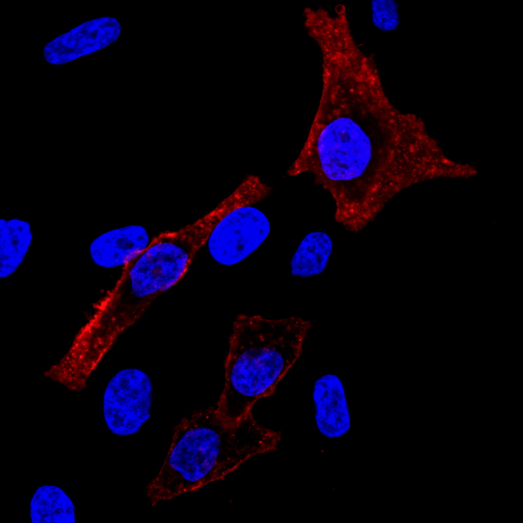 DAPI - Image 3